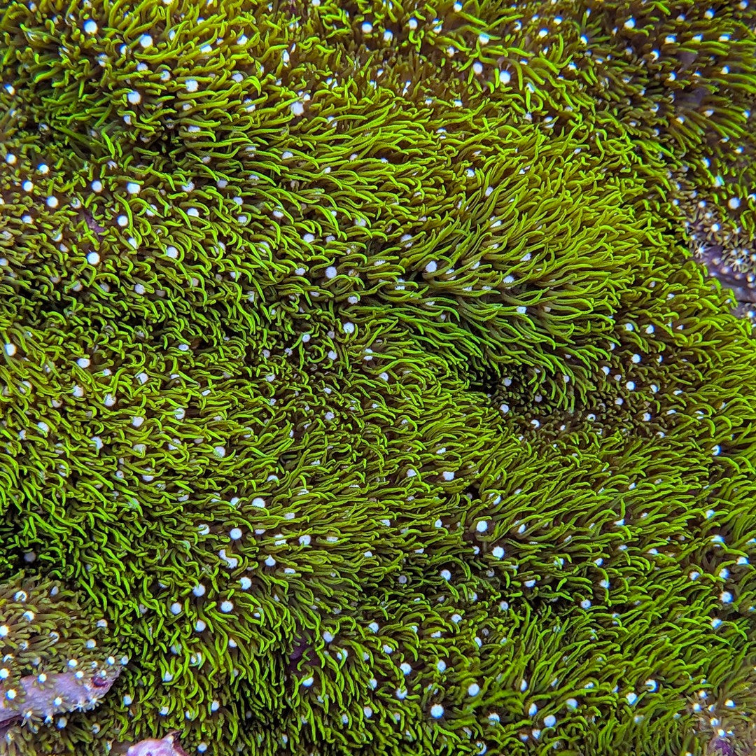 Beginner Corals