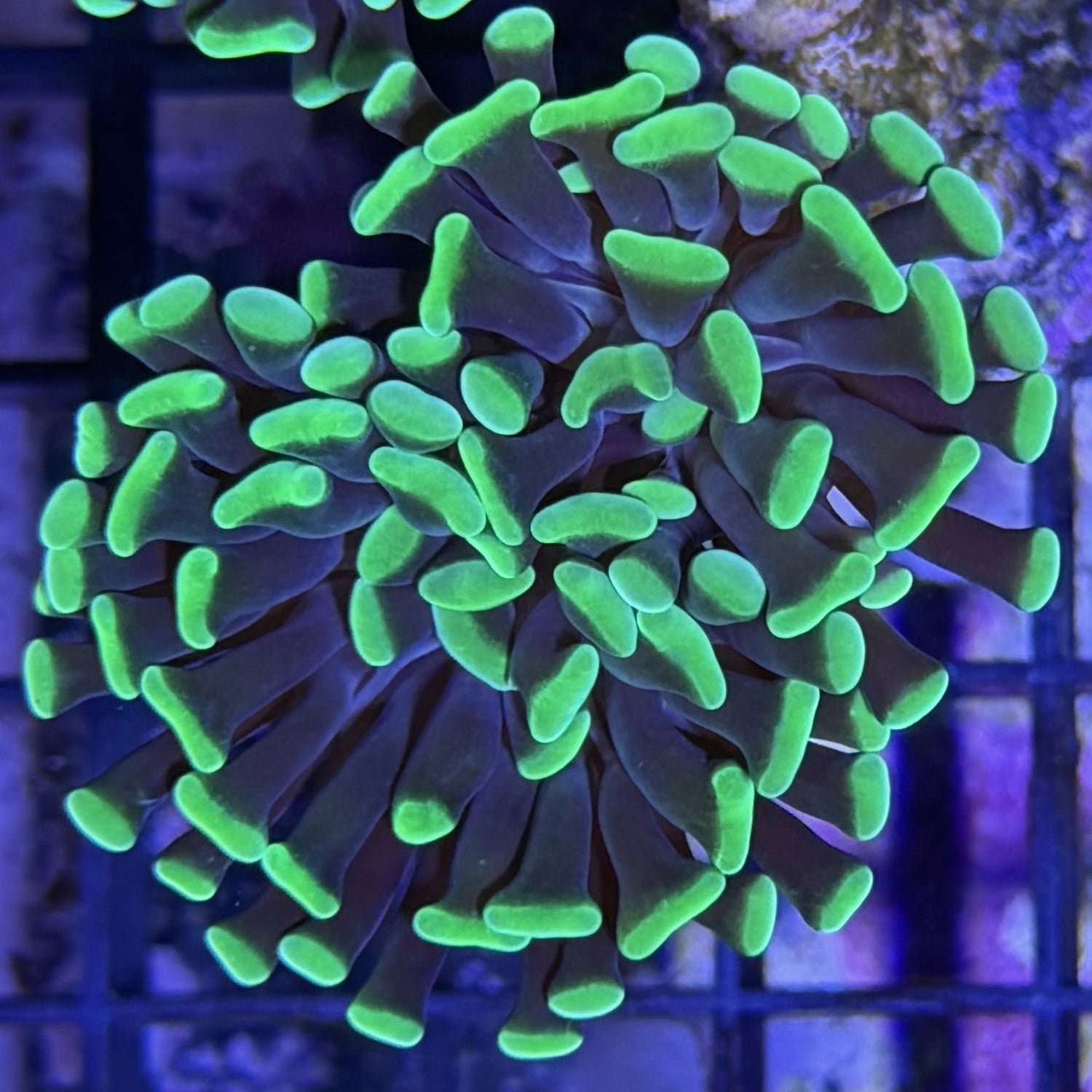 LPS (Large Polyp Stony)