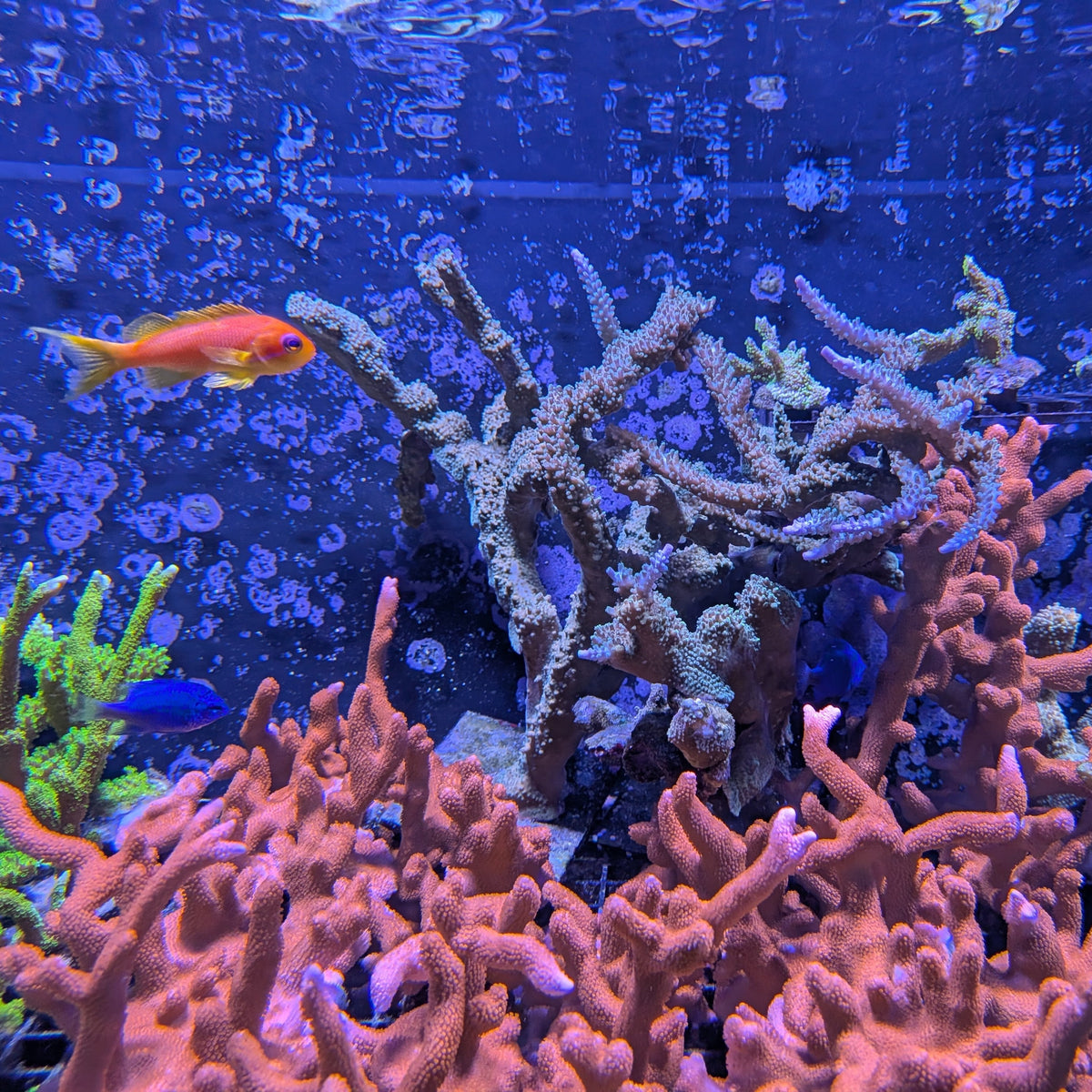 SPS (Small Polyp Stony)