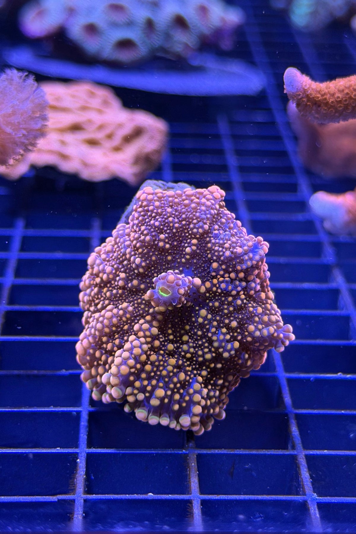 (RSCF) Orange Yuma Mushroom Coral WYSIWYG