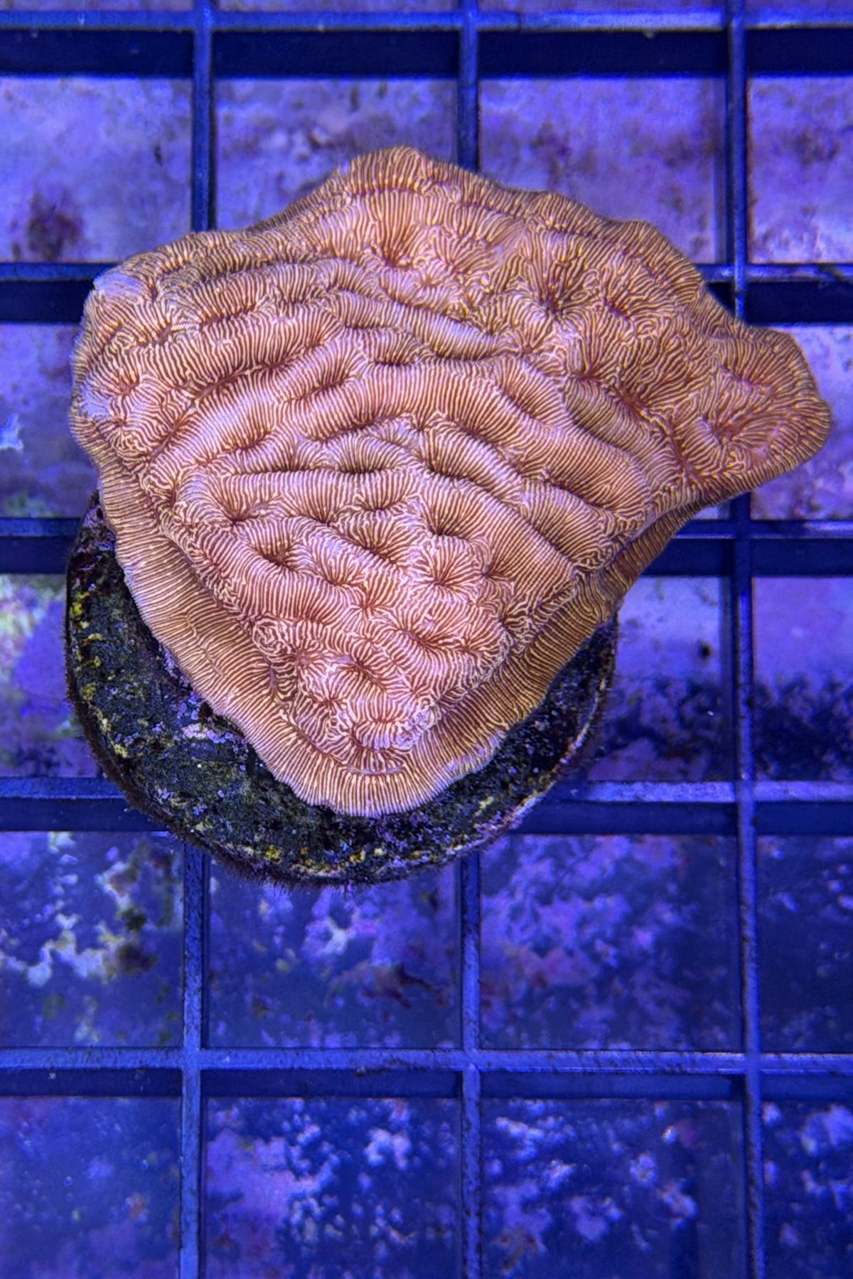 (RSCF) Orange Leptoseris WYSIWYG