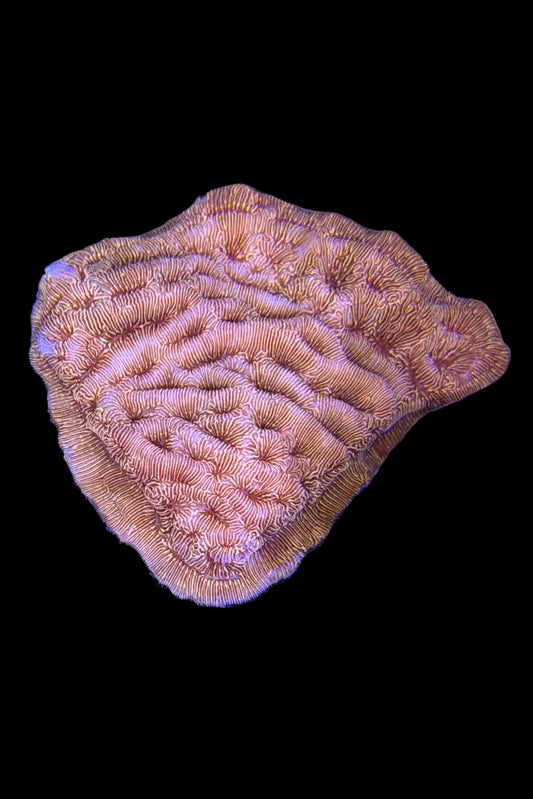 (RSCF) Orange Leptoseris WYSIWYG