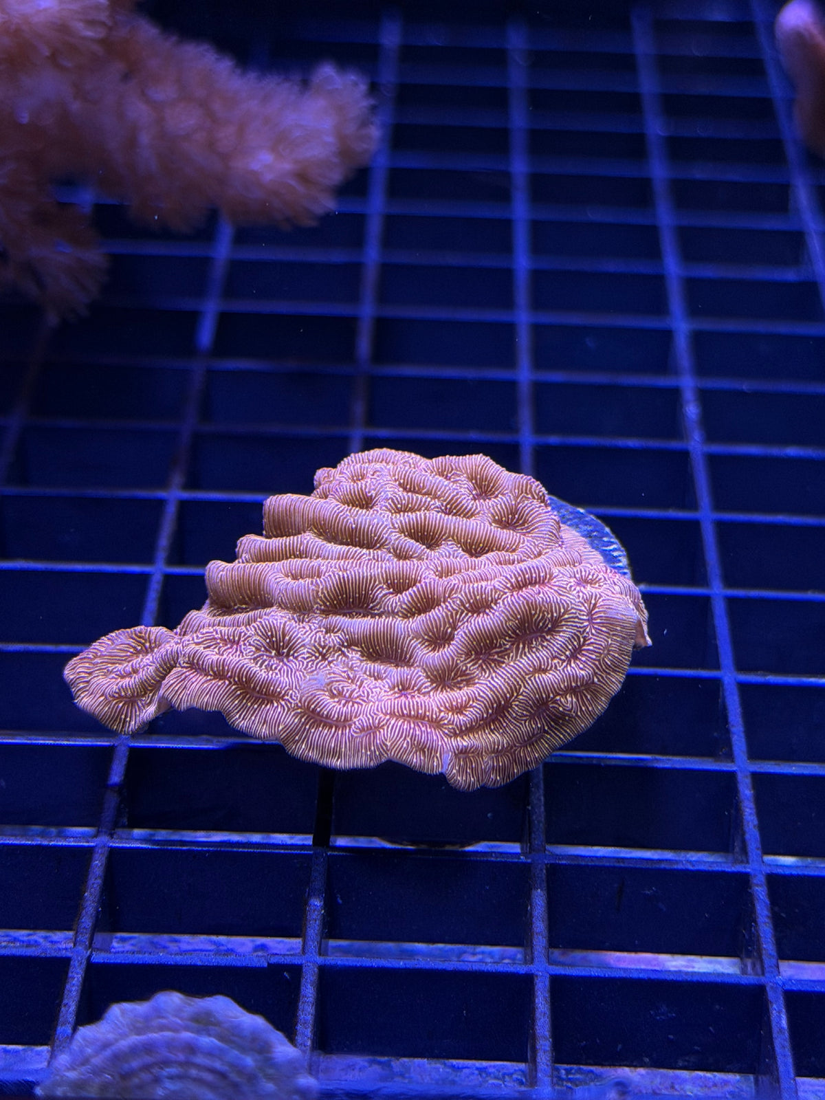 (RSCF) Orange Leptoseris WYSIWYG