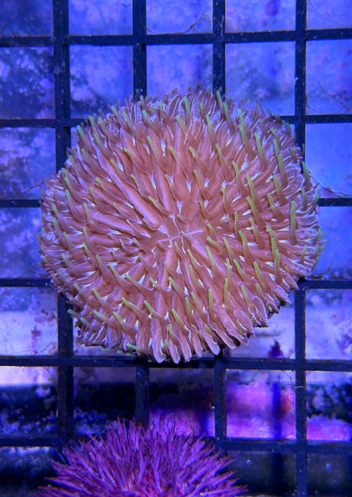 Fungia Plate Coral WYSIWYG