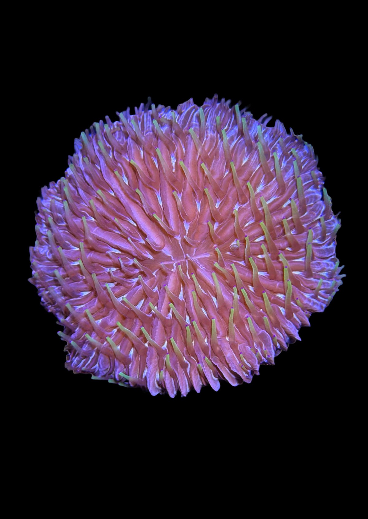 Fungia Plate Coral WYSIWYG