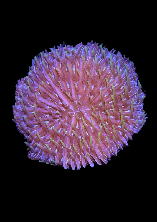 Fungia Plate Coral WYSIWYG