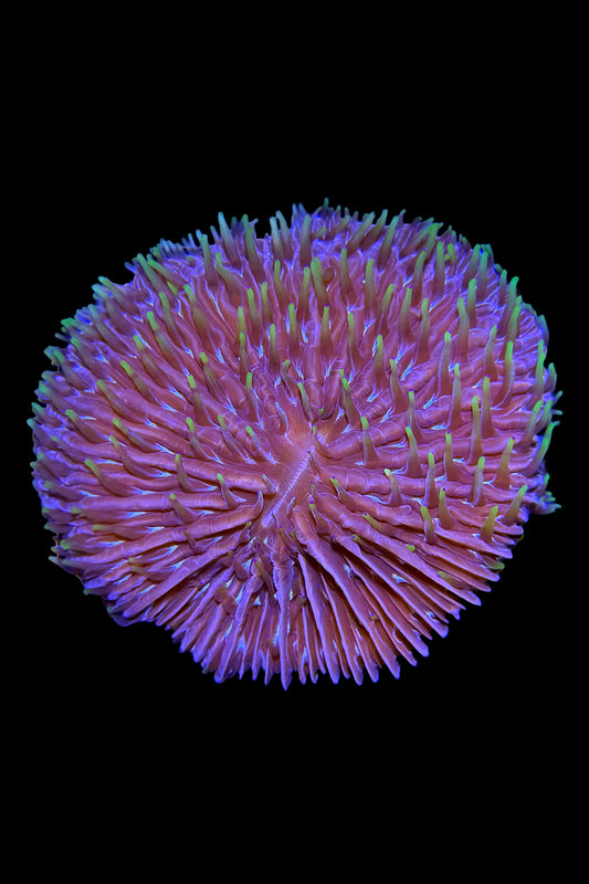 Fungia Plate Coral WYSIWYG