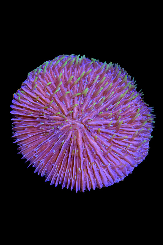 Fungia Plate Coral WYSIWYG