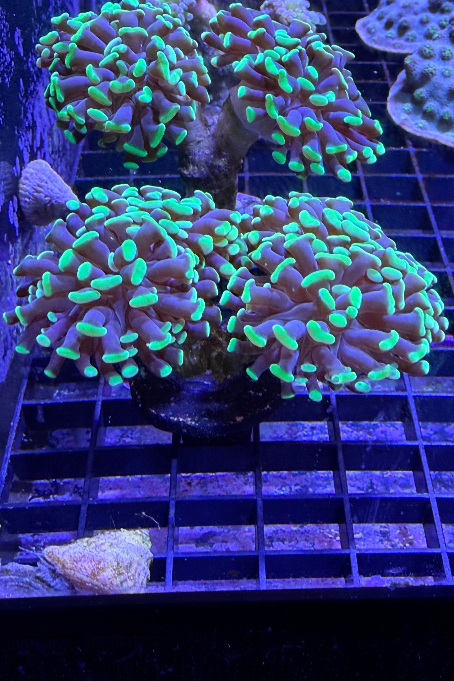 (RSCF) Neon Green Hammer Coral WYSIWYG
