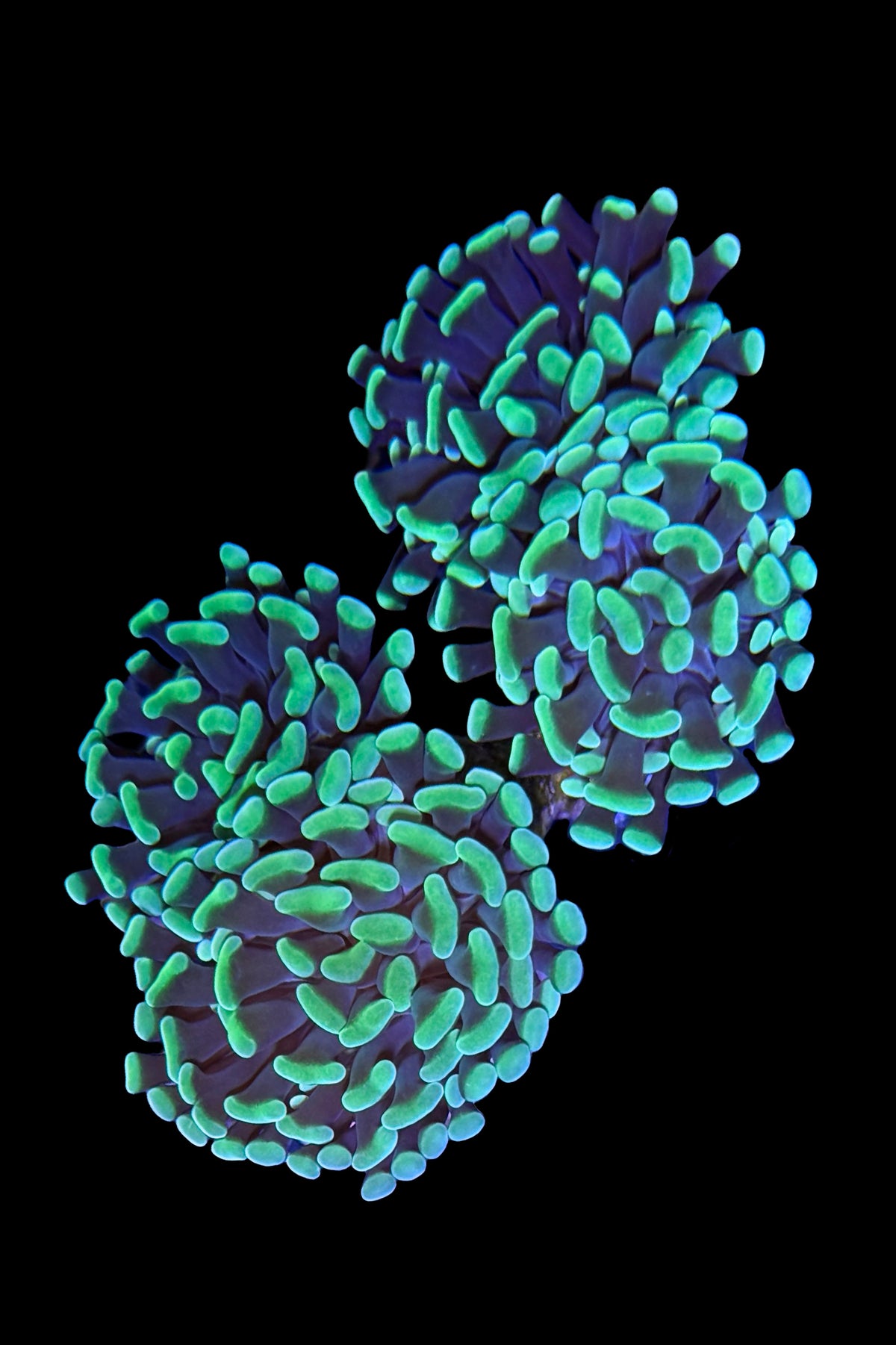 (RSCF) Neon Green Hammer Coral WYSIWYG