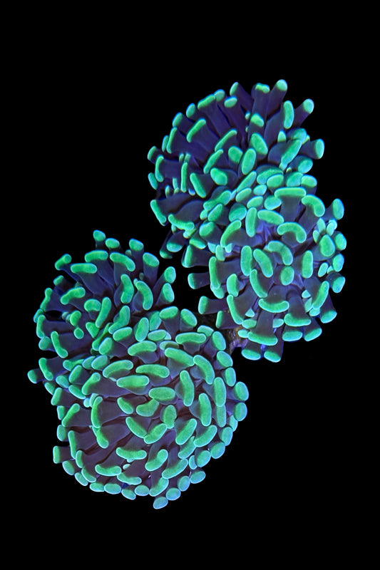 (RSCF) Neon Green Hammer Coral WYSIWYG