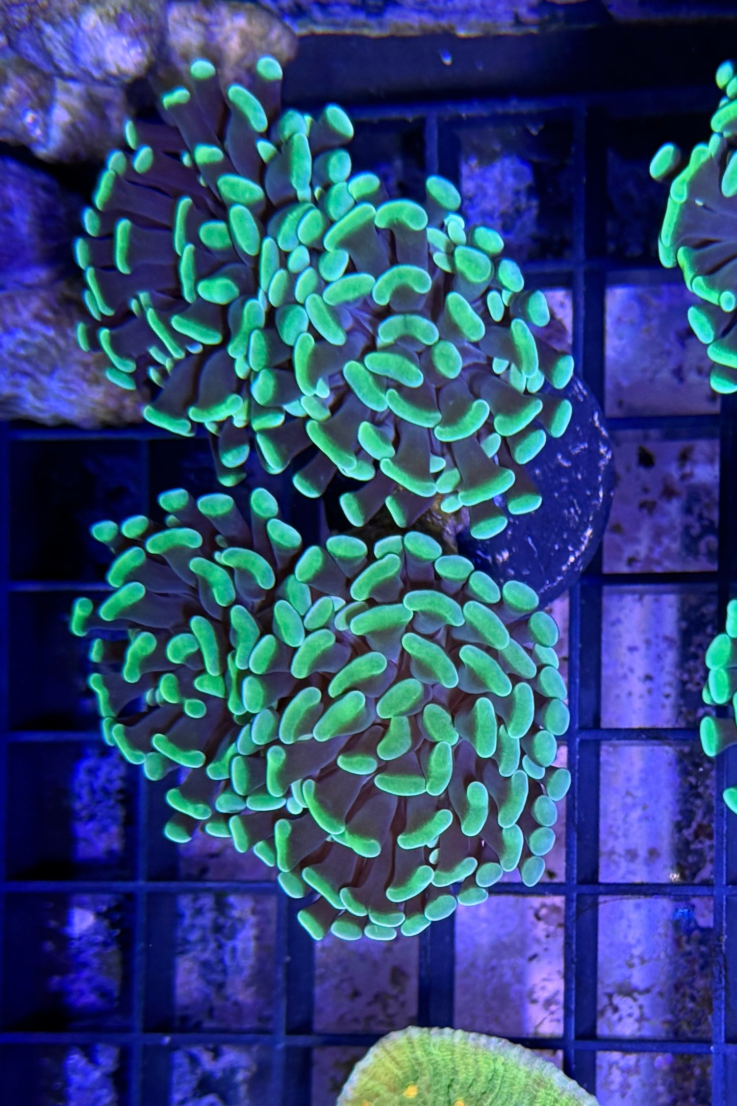 (RSCF) Neon Green Hammer Coral WYSIWYG