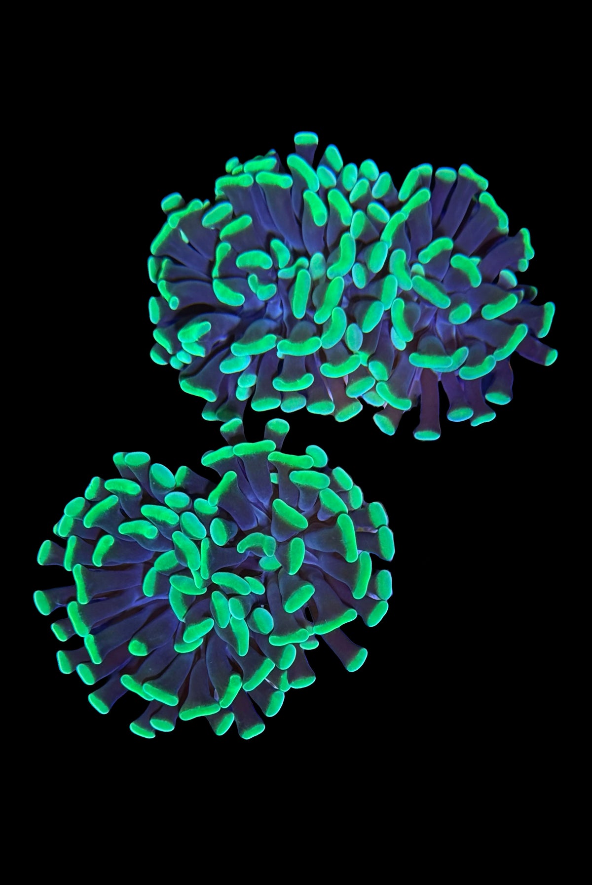 (RSCF) Neon Green Hammer Coral WYSIWYG