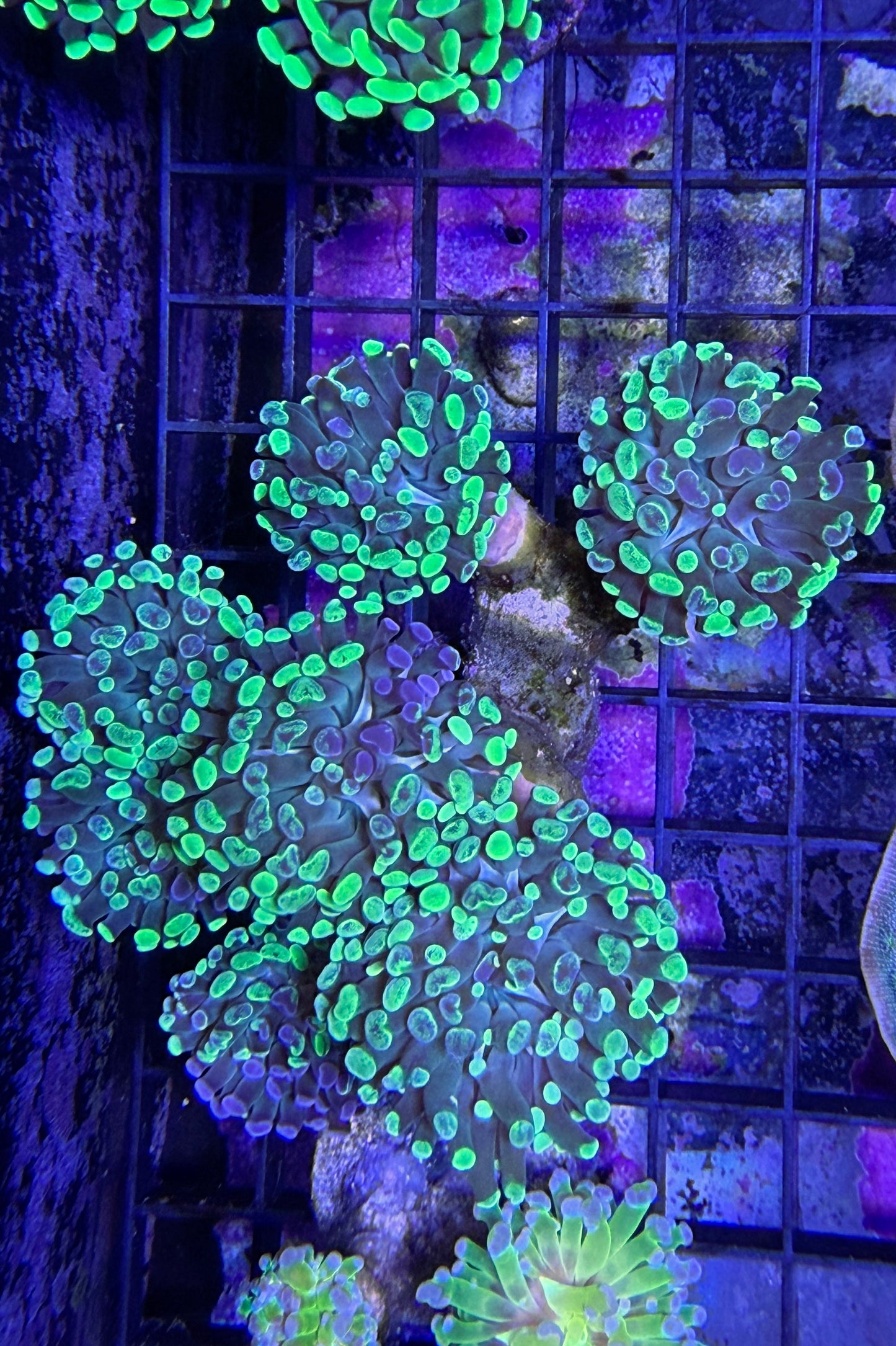 (RSCF) Neon Green Bicolor Hammer Coral WYSIWYG