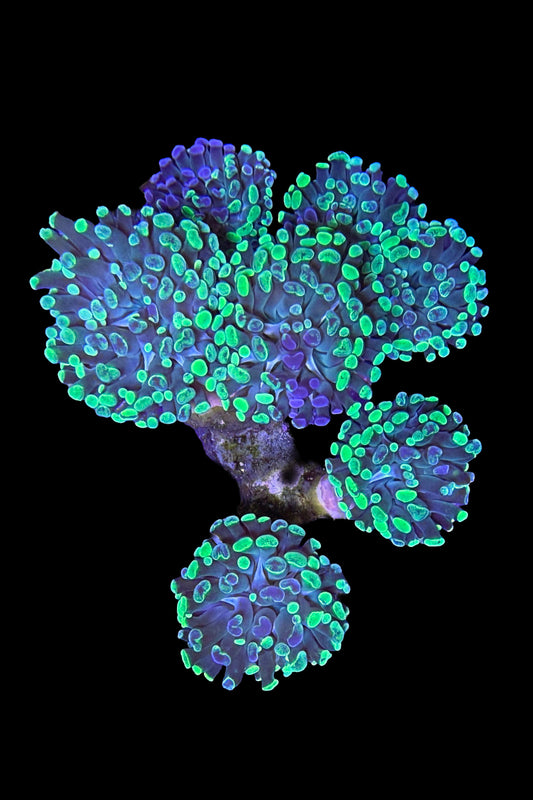 (RSCF) Neon Green Bicolor Hammer Coral WYSIWYG