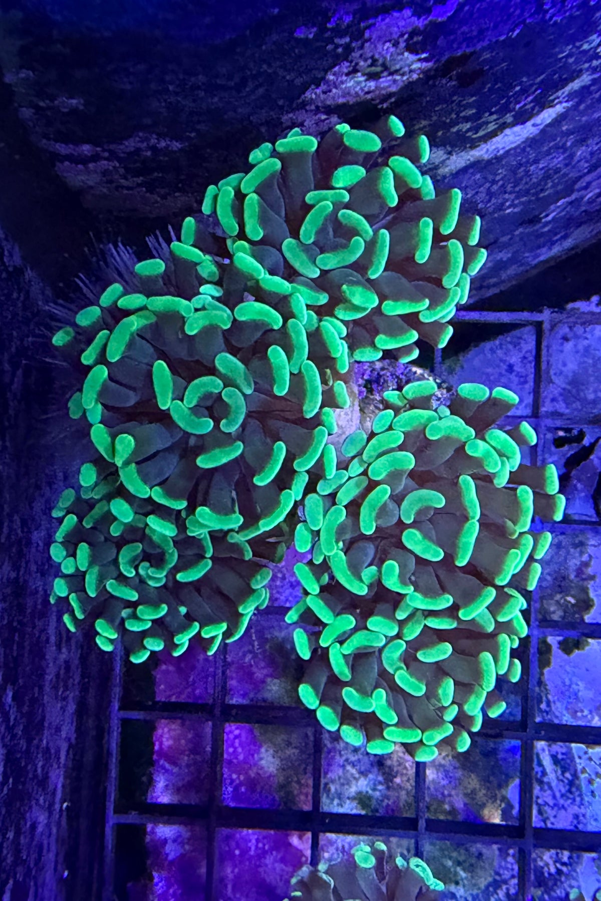(RSCF) Green Hammer Coral WYSIWYG