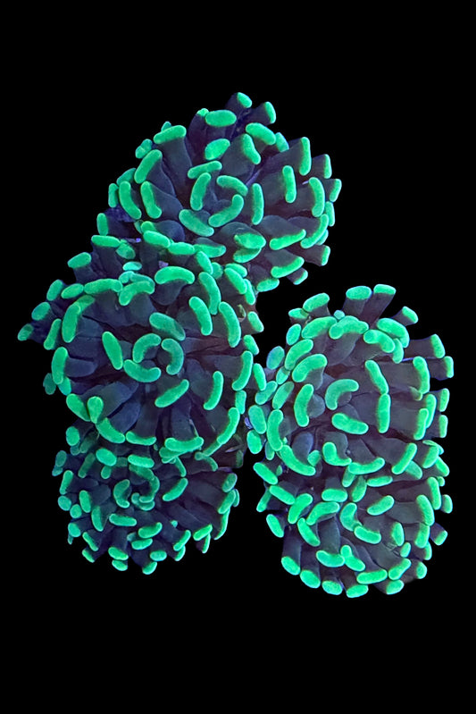 (RSCF) Green Hammer Coral WYSIWYG