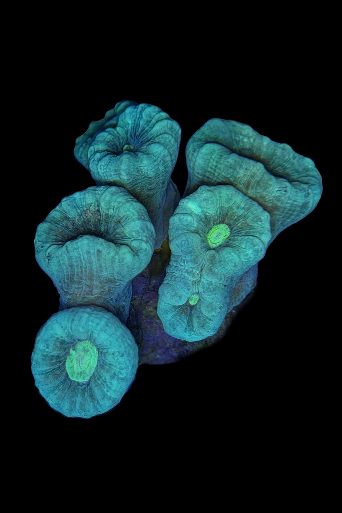 (RSCF) Neon Blue /Green Center Candy Cane Coral WYSIWYG