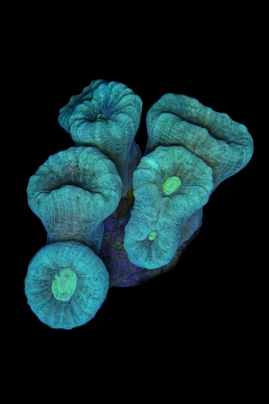 (RSCF) Neon Blue /Green Center Candy Cane Coral WYSIWYG