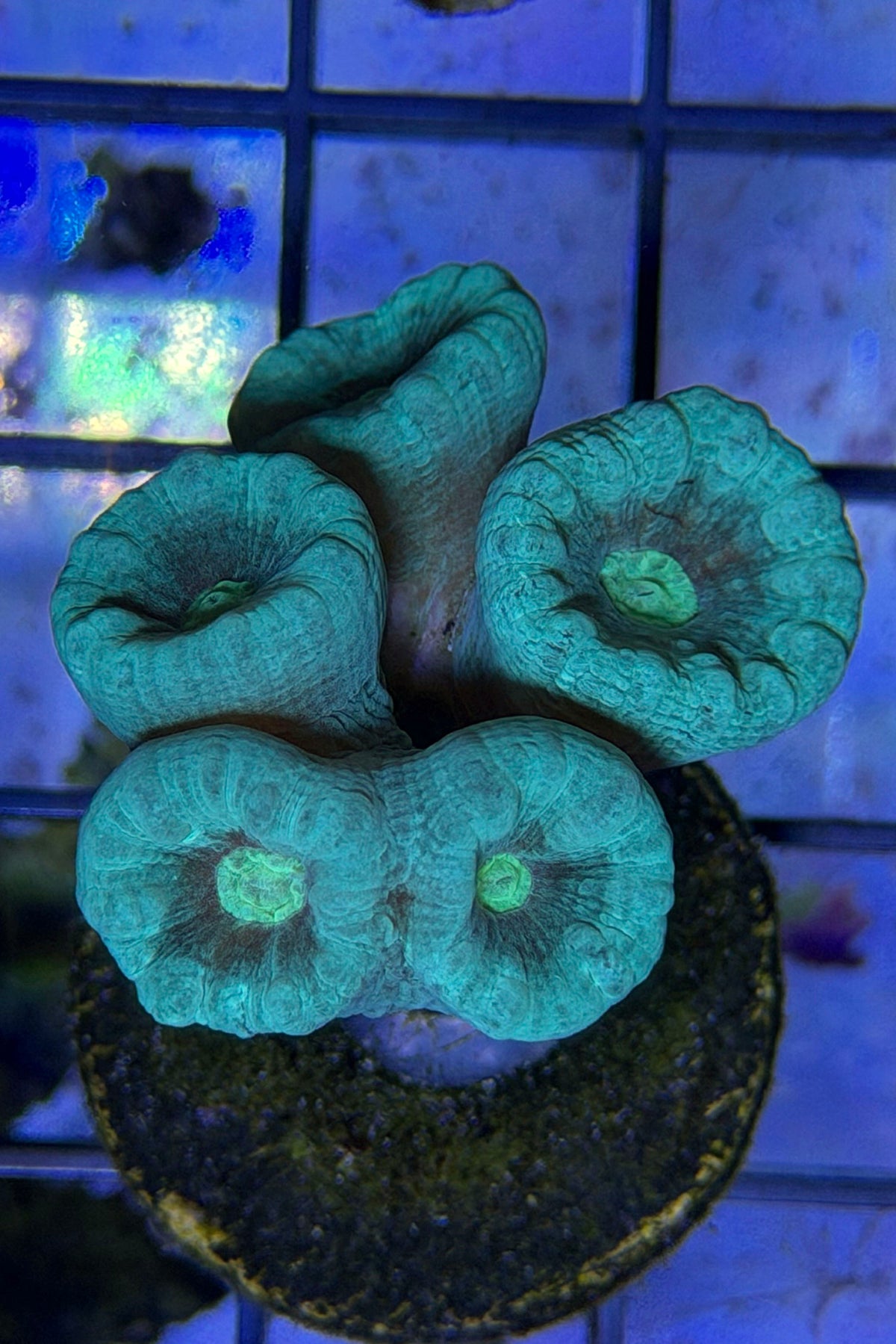 (RSCF) Neon Blue /Green center Candy Cane Coral WYSIWYG