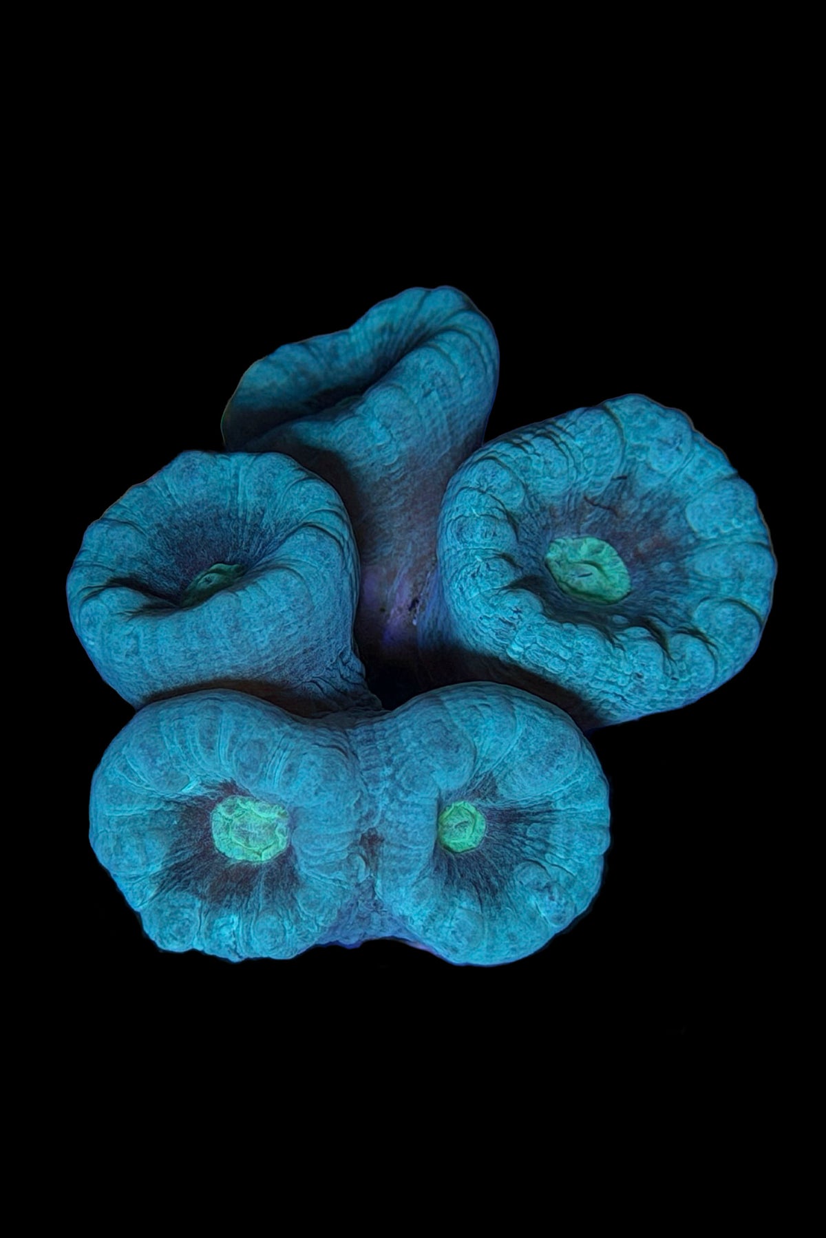 (RSCF) Neon Blue /Green Center Candy Cane Coral WYSIWYG