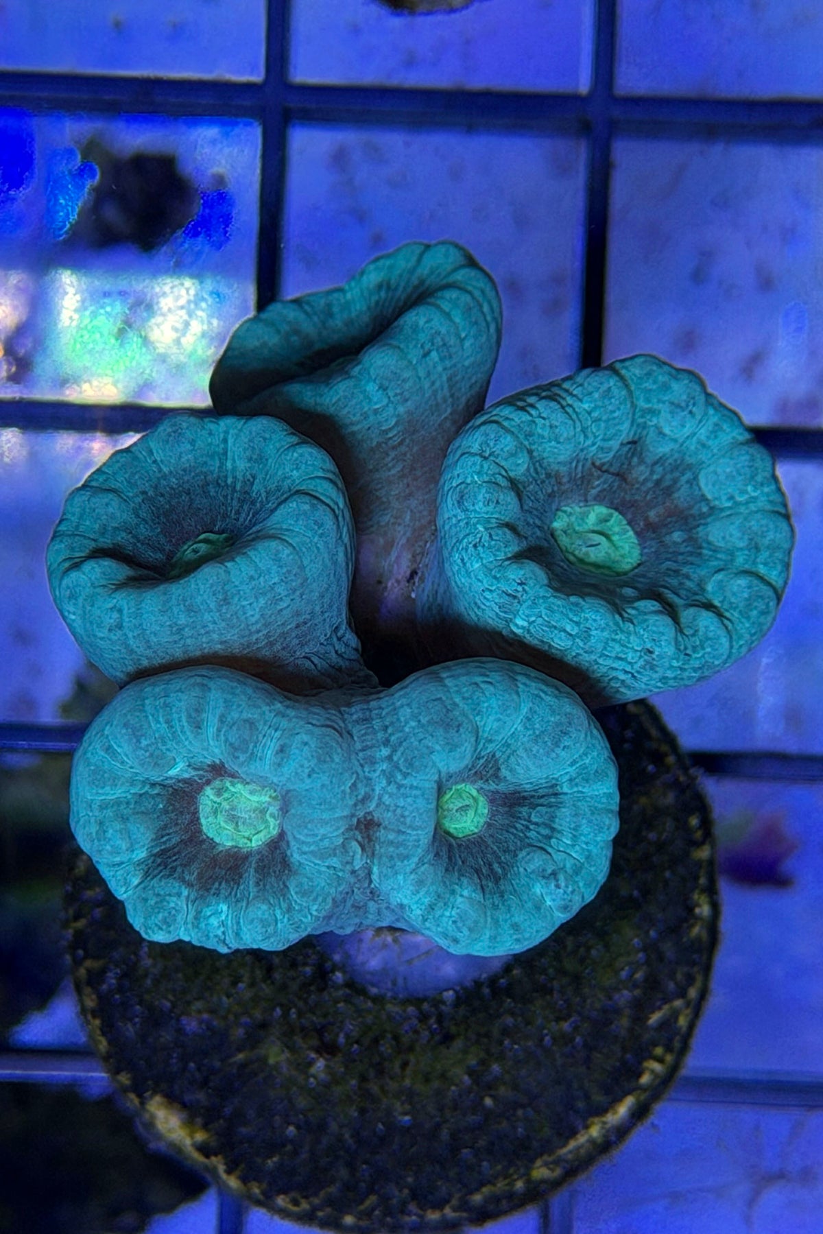 Neon Blue /Green Center Candy Cane Coral