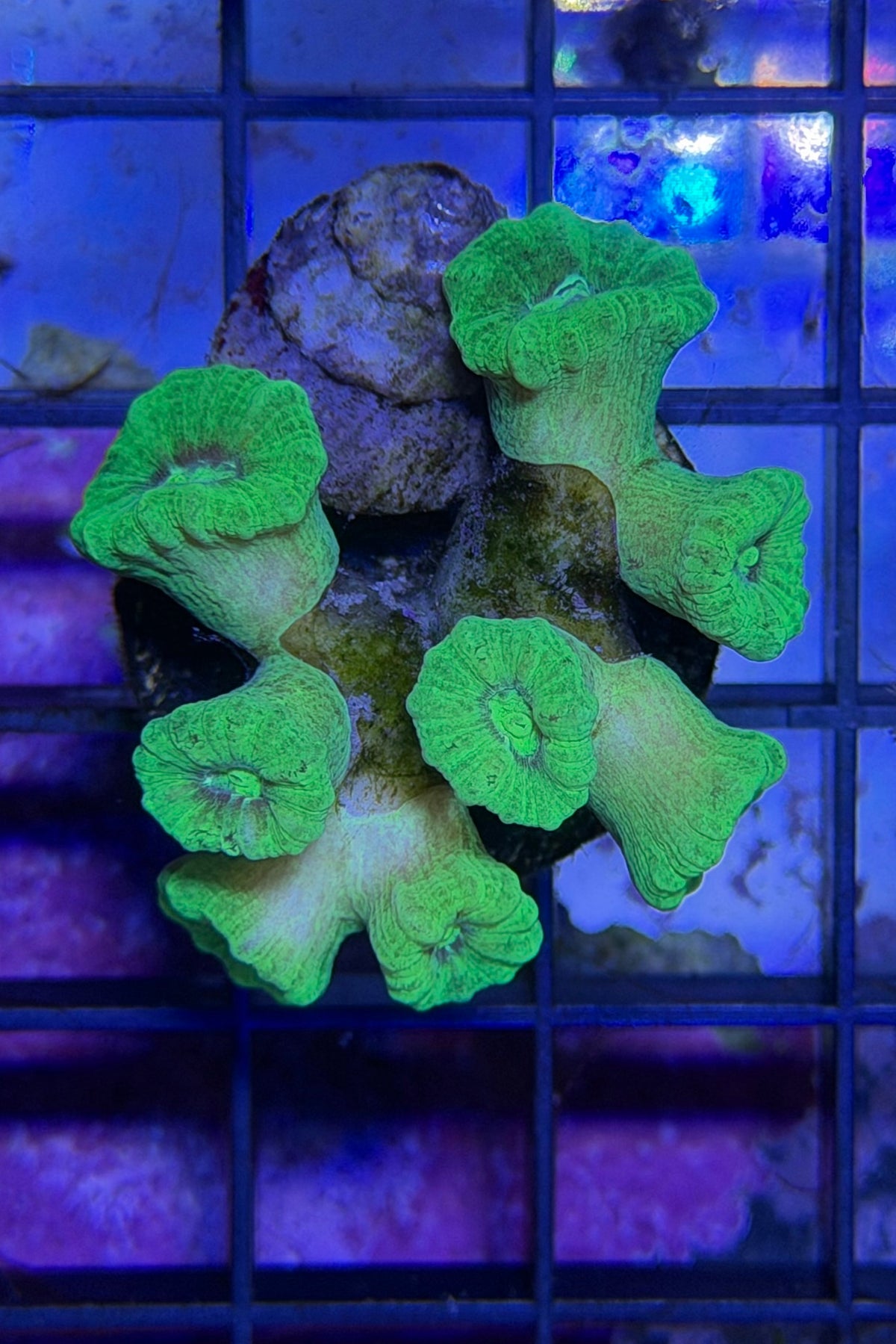 (RSCF) Neon Green Kryptonite  Candy Cane Coral WYSIWYG