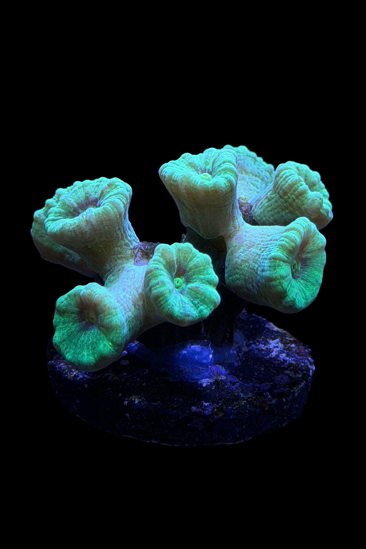 Neon Green Kryptonite Candy Cane Coral