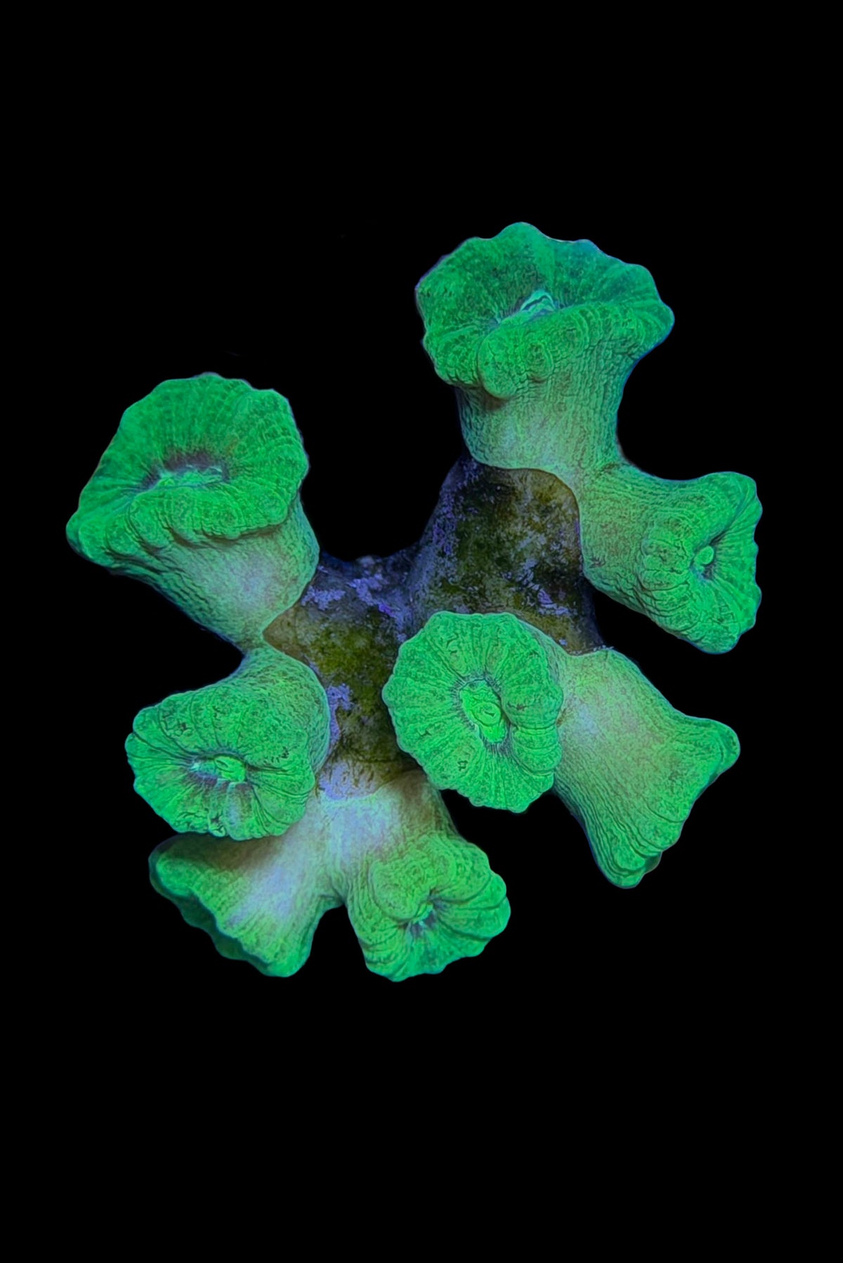 Neon Green Kryptonite Candy Cane Coral