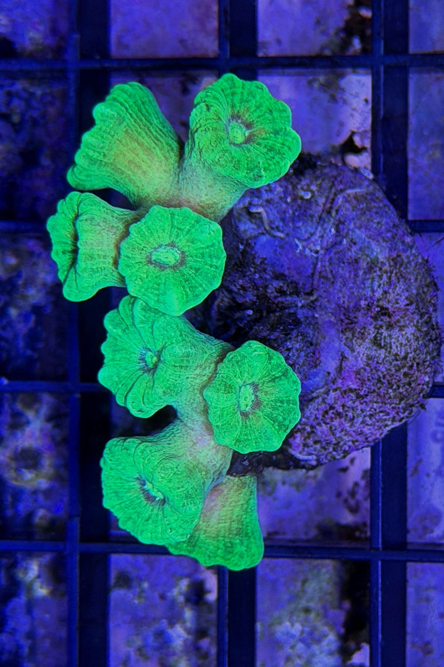 (RSCF) Neon Green Candy Cane Coral WYSIWYG