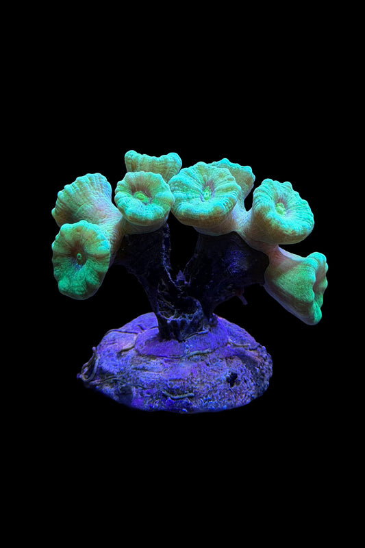(RSCF) Neon Green Kryptonite Candy Cane Coral WYSIWYG