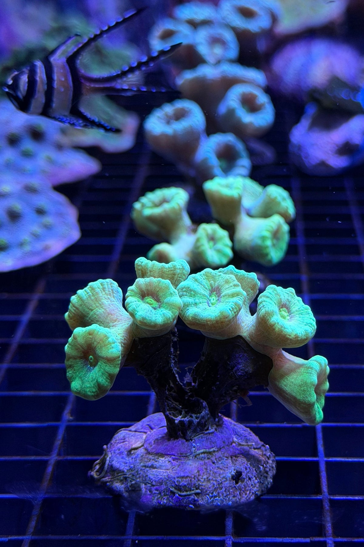 Neon Green Kryptonite Candy Cane Coral