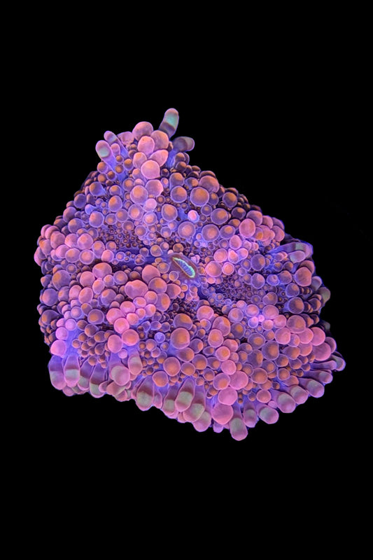 (RSCF) Orange Yuma Mushroom Coral WYSIWYG