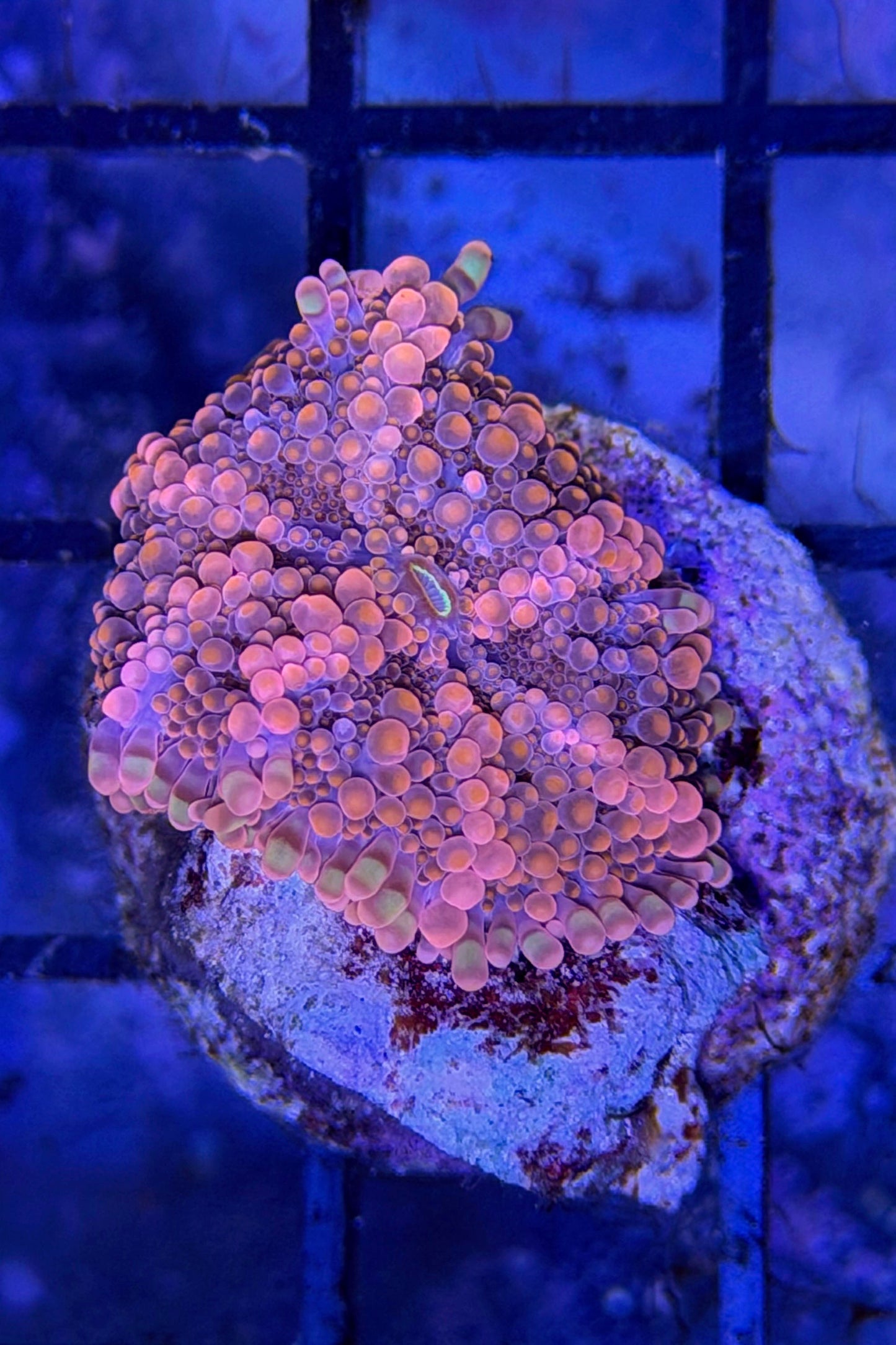 (RSCF) Orange Yuma Mushroom Coral WYSIWYG