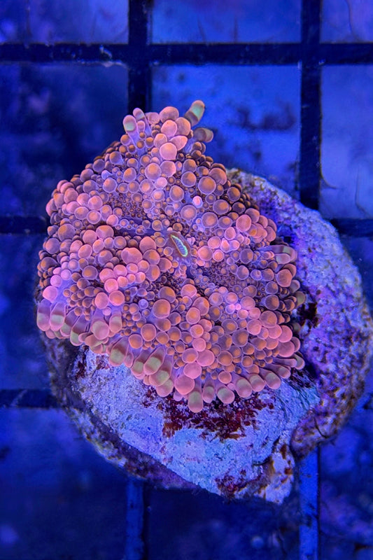 (RSCF) Orange Yuma Mushroom Coral WYSIWYG