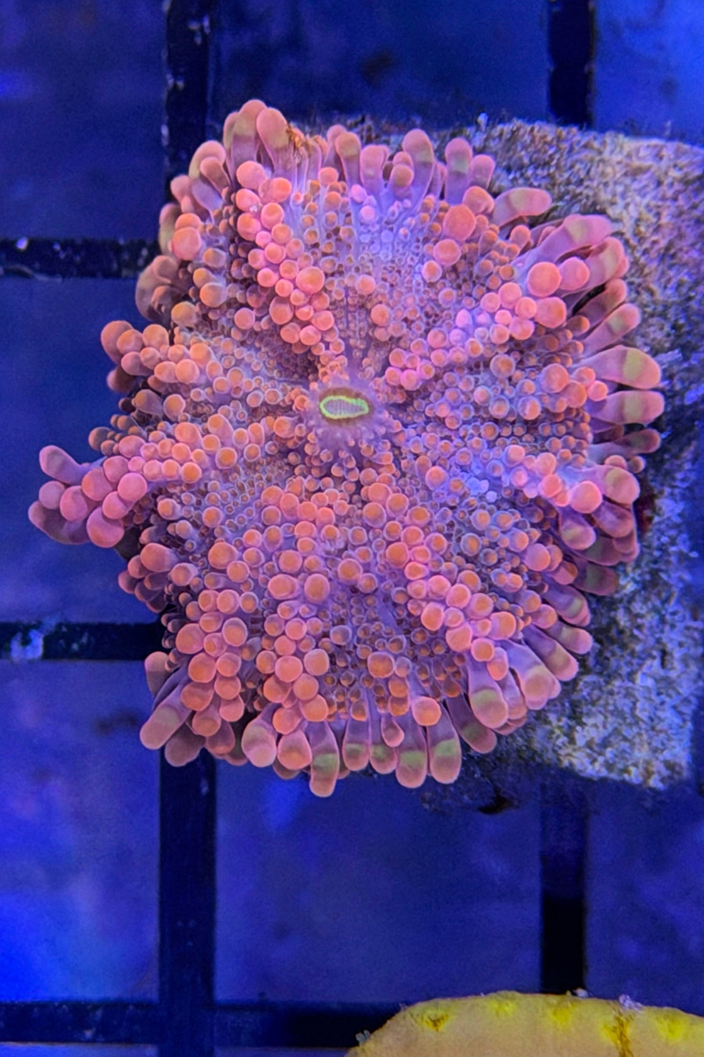 (RSCF) Orange Yuma Mushroom Coral WYSIWYG
