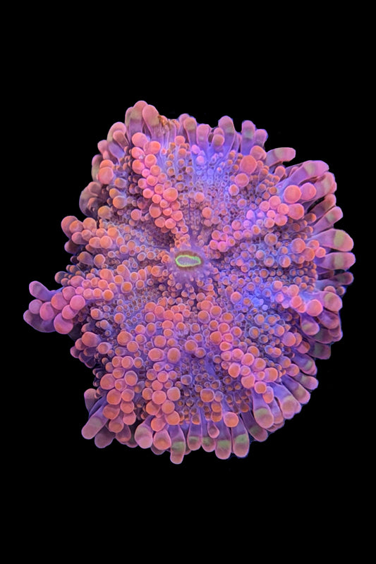 (RSCF) Orange Yuma Mushroom Coral WYSIWYG