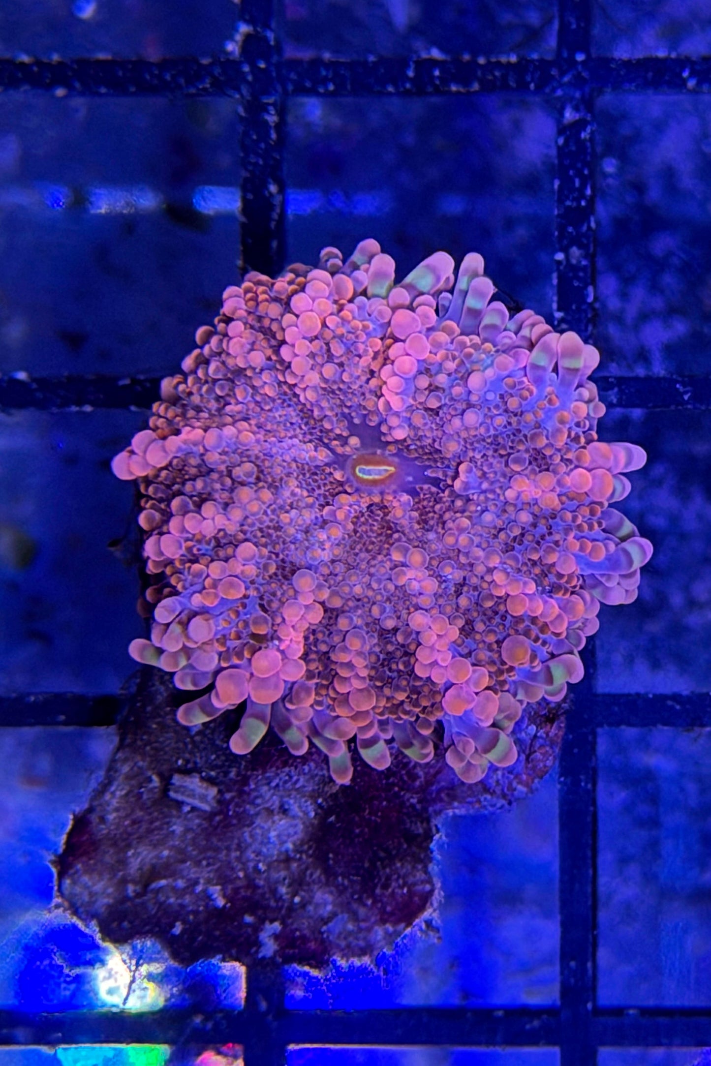 (RSCF) Orange Yuma Mushroom Coral WYSIWYG