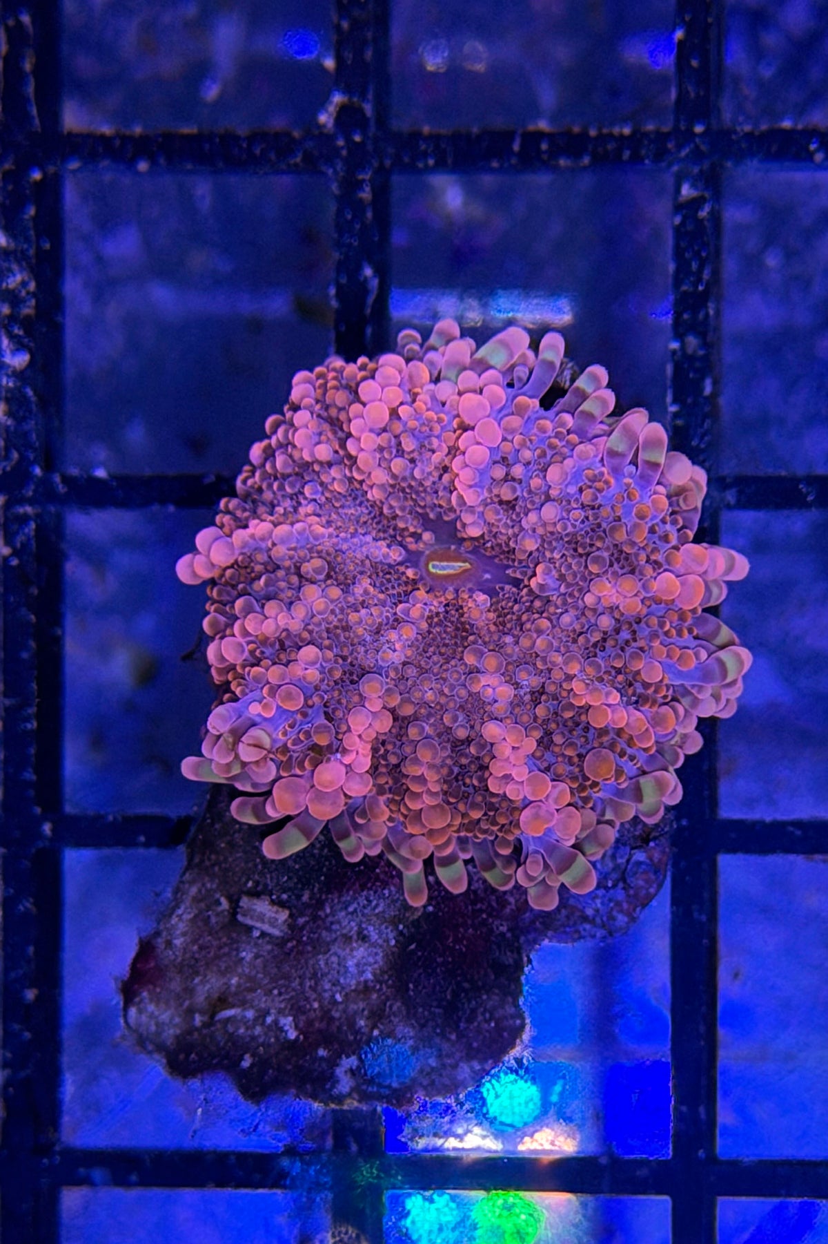 (RSCF) Orange Yuma Mushroom Coral WYSIWYG