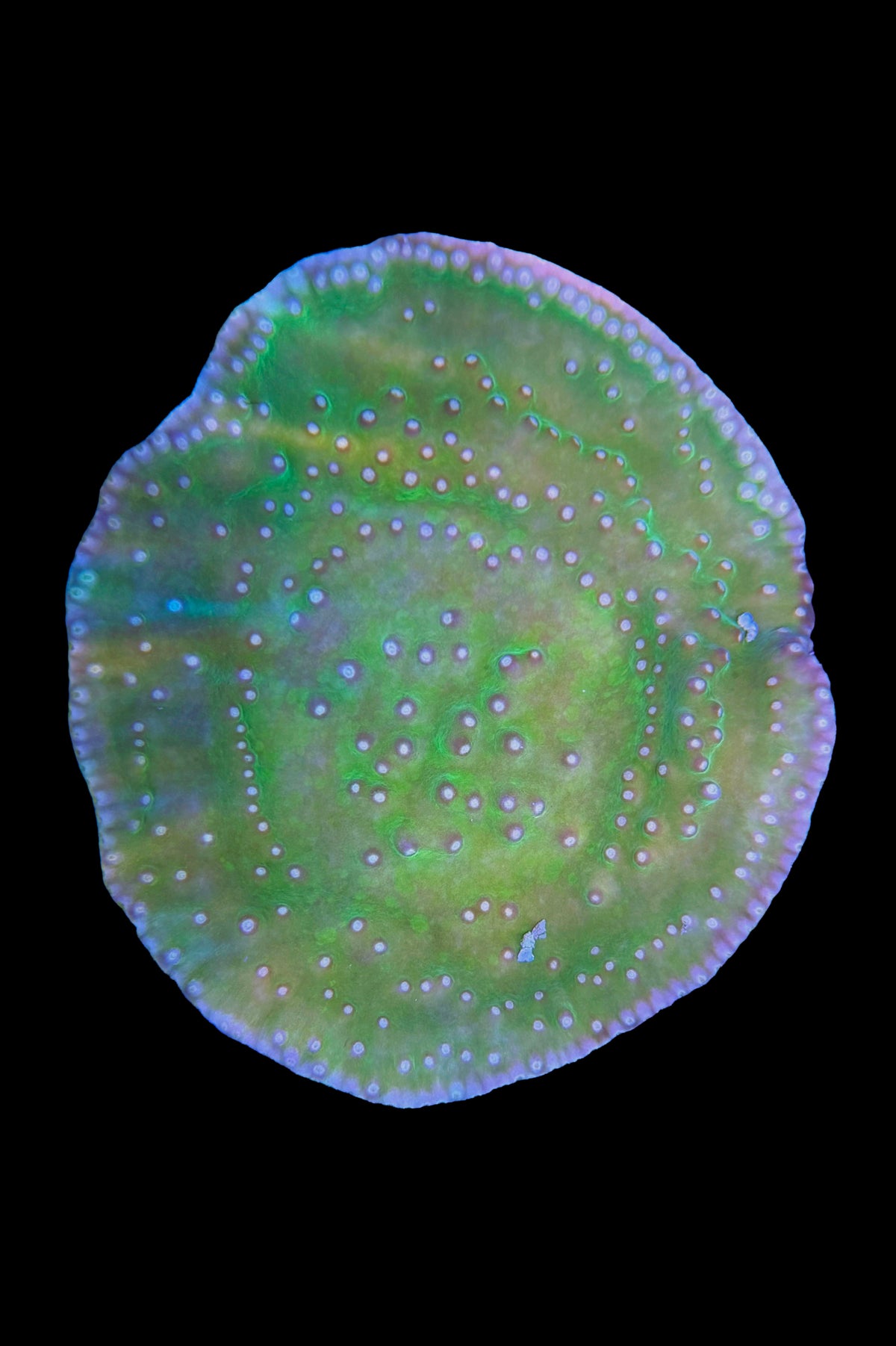 (RSCF) Green Scroll Coral WYSIWYG