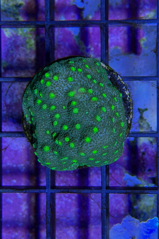 (RSCF) Lime Time  Astreopora WYSIWYG