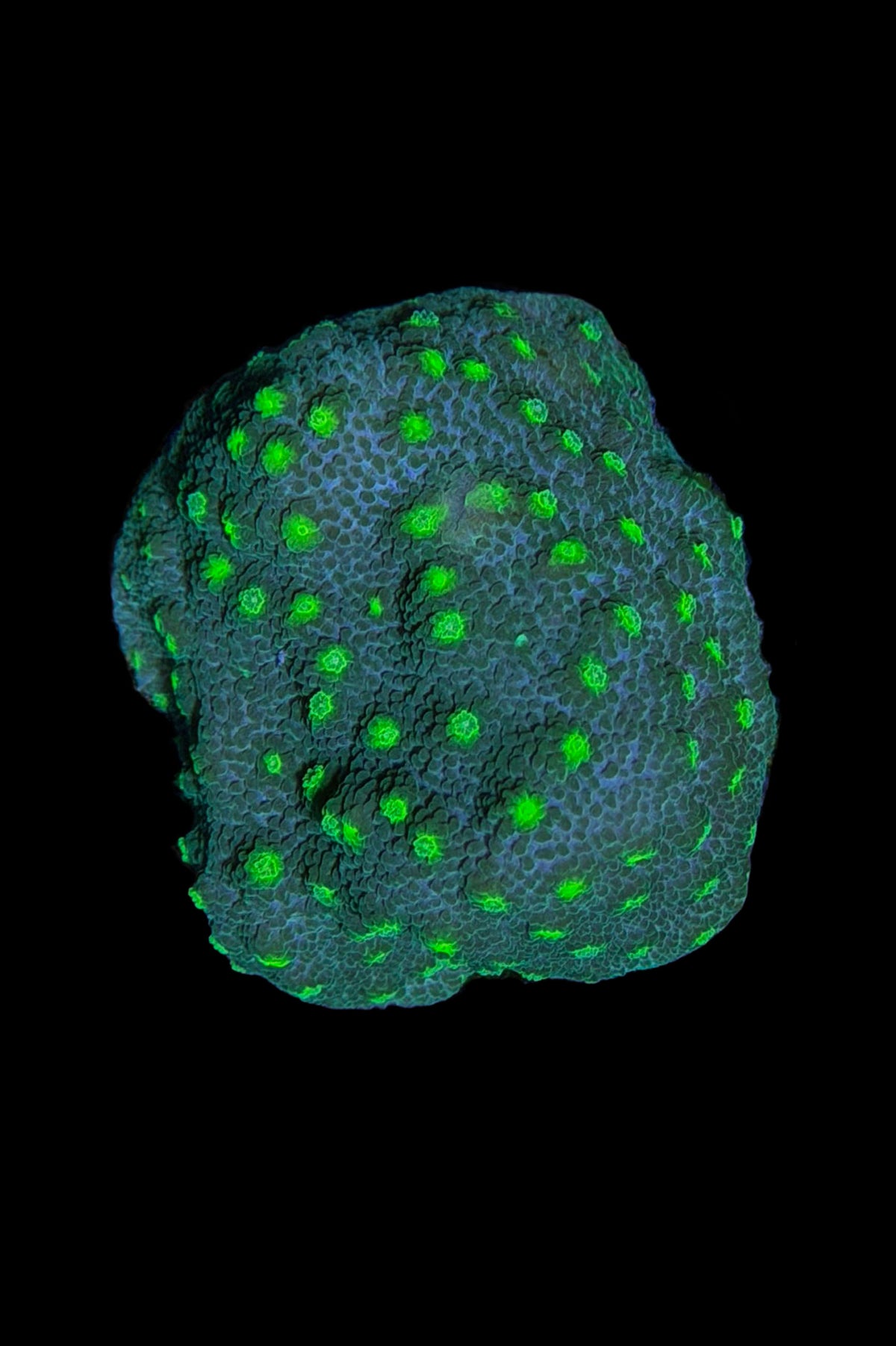 (RSCF) Lime Time  Astreopora WYSIWYG