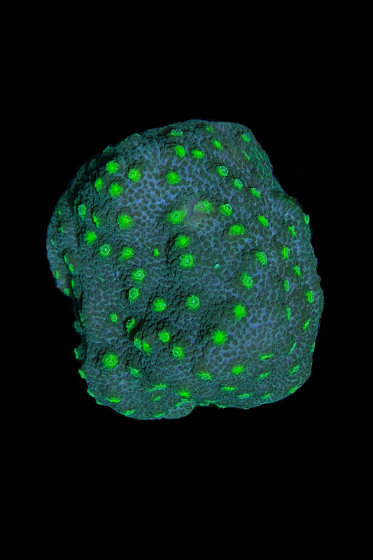 (RSCF) Lime Time  Astreopora WYSIWYG