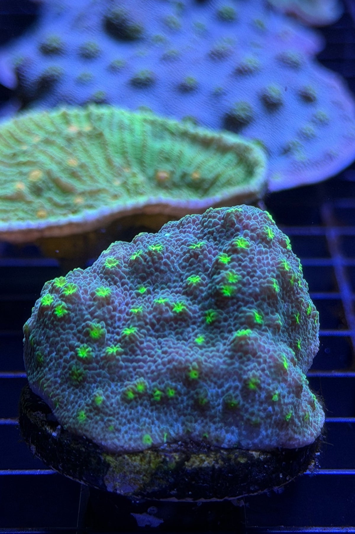 (RSCF) Lime Time  Astreopora WYSIWYG