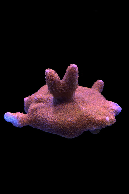 (RSCF) Red Montipora digitata WYSIWYG