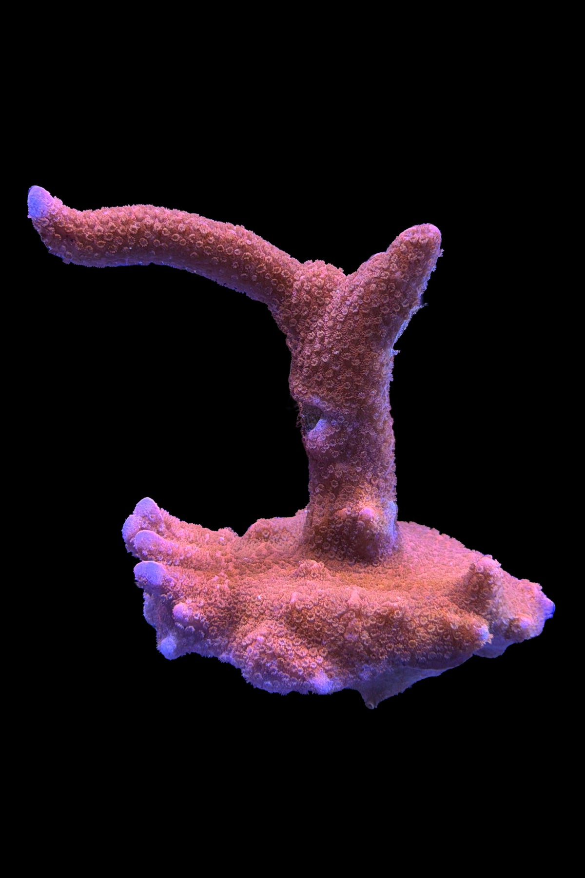 (RSCF) Red Montipora digitata WYSIWYG