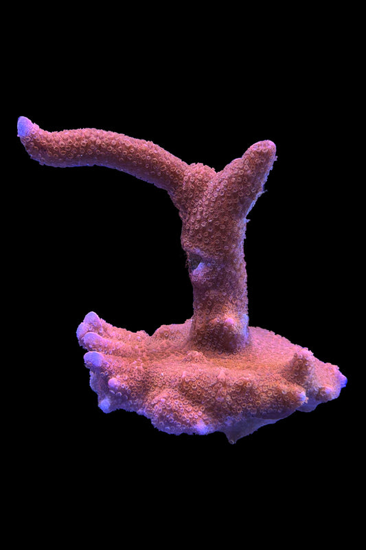 (RSCF) Red Montipora digitata WYSIWYG