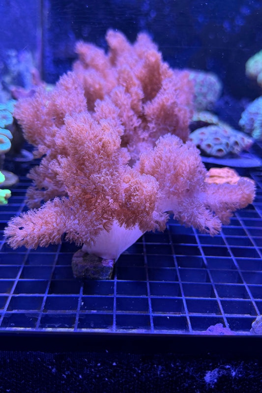 (RSCF) Colt Coral WYSIWYG