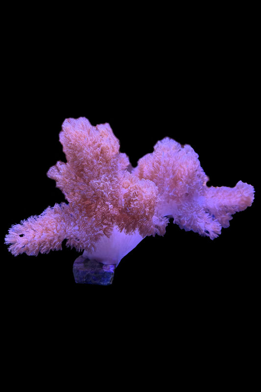 (RSCF) Colt Coral WYSIWYG