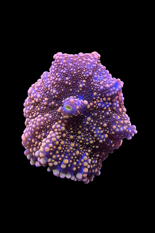 (RSCF) Orange Yuma Mushroom Coral WYSIWYG